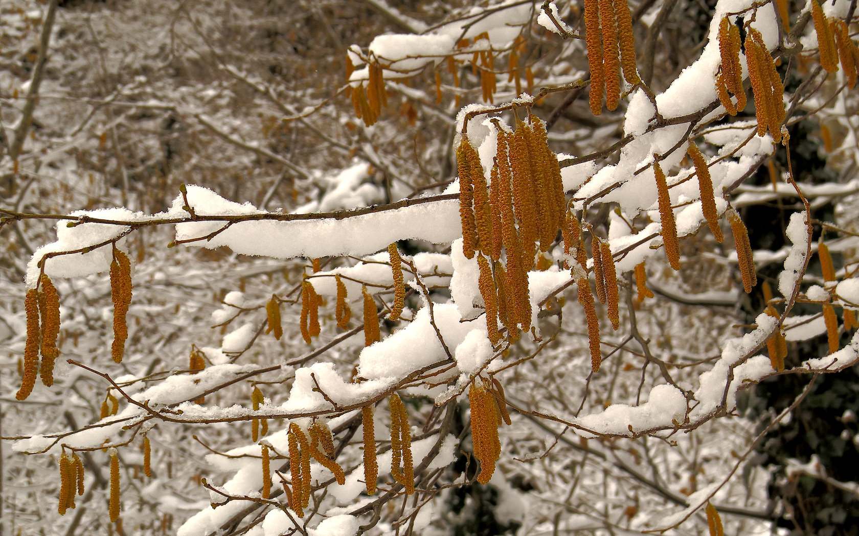 Alberi d''inverno... un invito